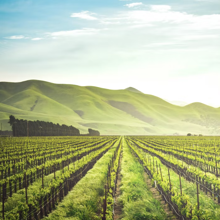 Wine Country